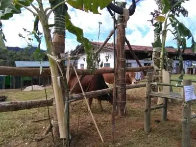 Hkungga nong jang.jpg