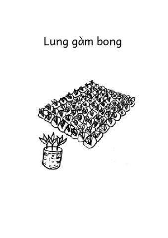 Lung bum